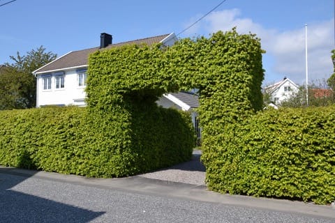 Débroussaillage et taille de haies Mérindol