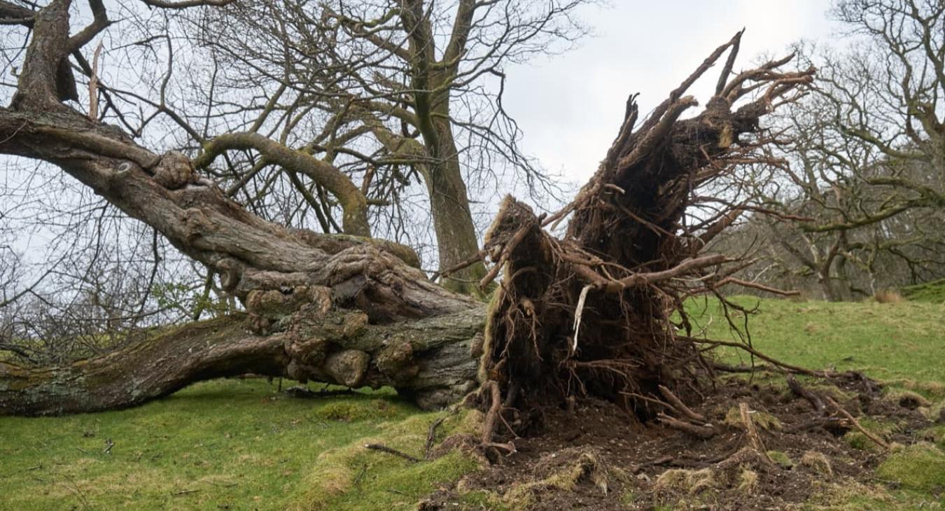 Abattage d'arbres Vaucluse