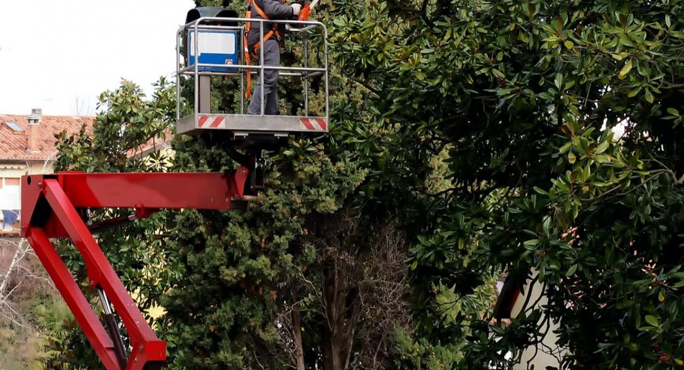 Élagage & Taille d'arbres fruitiers