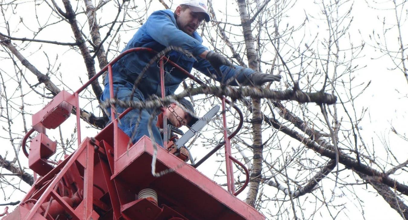 Élagage & Taille d'arbres fruitiers