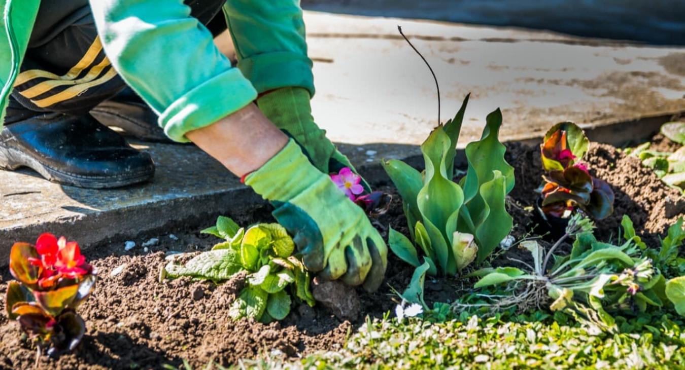 Paysagiste - Création de jardins & plantations Vaucluse