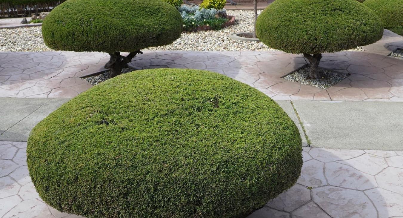 Débroussaillage & Taille de haies 84 Vaucluse